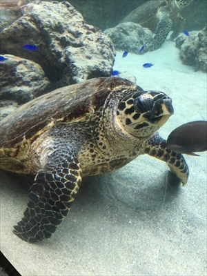 ちびっこYUKIのもぐもぐ離乳食日記