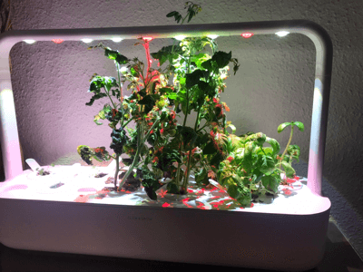 ぺピートのyum yum 日記