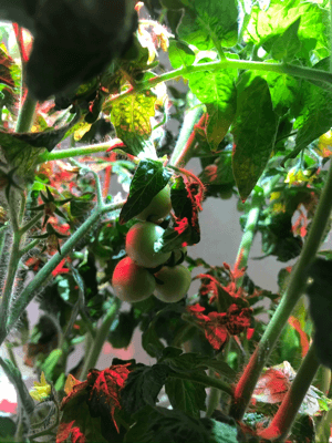 ぺピートのyum yum 日記