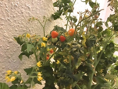 ぺピートのyum yum 日記